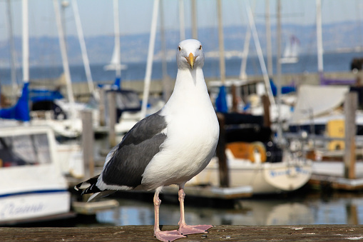 Sea Gull at San Francisco