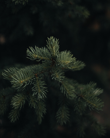 A time-lapse shot of a moody green pine tree branch