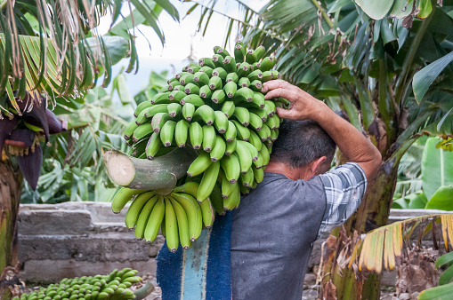 Tenerife, Canary islands - June 27, 2010: Worker carrying a bunch of bananas in a plantation in the north of the island