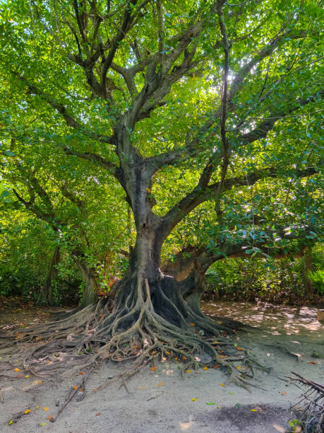 istock Mexico, Cancun, ficus benjamin roots 1882966285