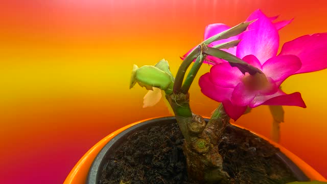 Cactus flower of schlumbergera succulent