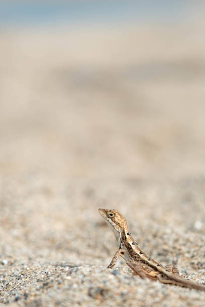 istock a lizard is walking through the sand near the ocean shore 1882981306