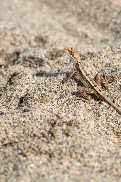 istock lizard laying on the sand in a sandy area with one small arm extended 1882981311