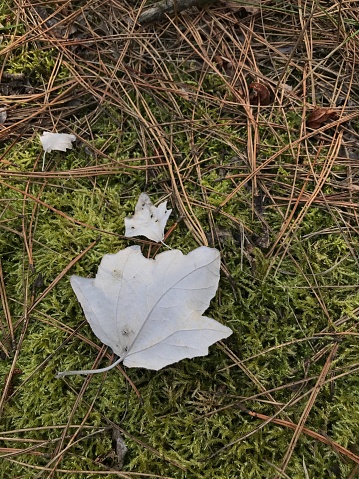 Autumn leaf on the ground