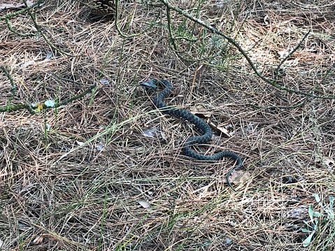 Coiled up RAT SNAKE on green turf.  Springtime in East Texas.
