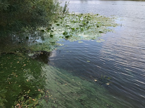 Swamp water in summer