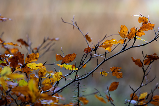 A stunning autumnal scene of an orange and yellow leafed branch against a blurred backdrop