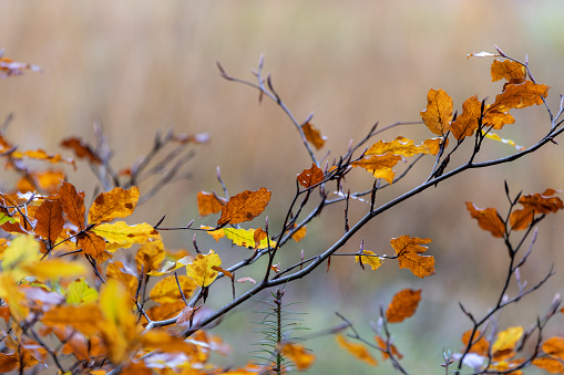 A stunning autumnal scene of an orange and yellow leafed branch against a blurred backdrop