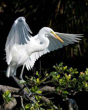 A white egret standing with wings expanded on a tree branch