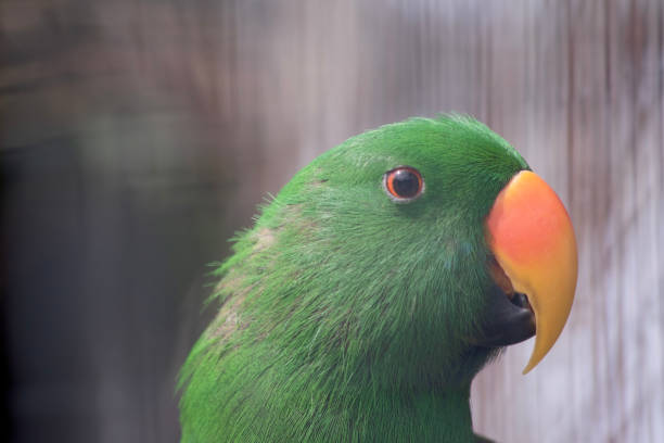 istock this is a close up of an electus parrot 1883051110