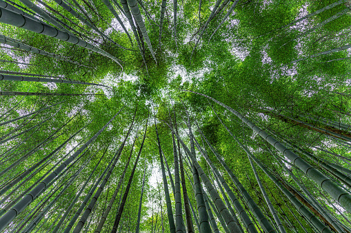 A low-angle shot of bamboo trees at Boseong tea plantation.