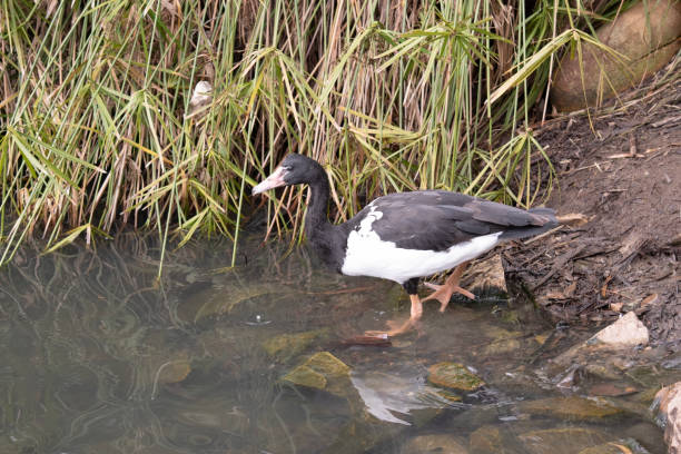 istock the magpie goose is entering the lake 1883055724