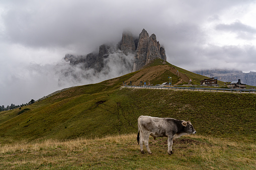 A cow in the foreground of the mountain landscape in the Dolomites, in Italy's South Tyrol region.