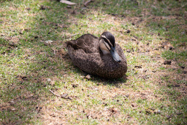 istock the Pacific black duck is rest on grass 1883056767