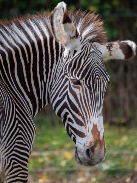 istock Majestic zebra standing on a lush grassy area at a zoo 1883057287