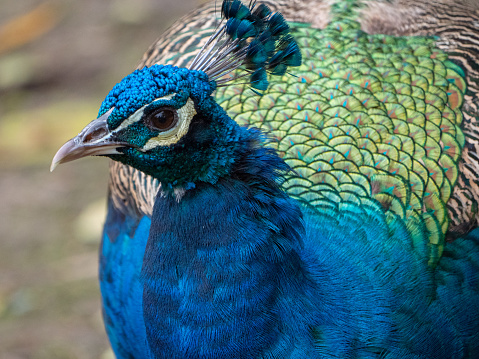 A close-up image of a majestic peacock at a zoo