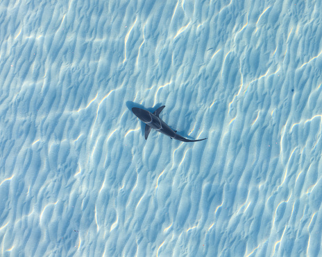 A shark swimming in the crystal-clear waters of a tropical ocean