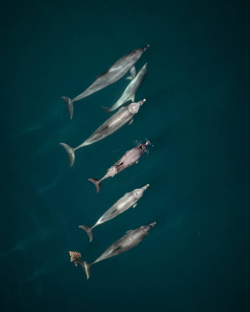 istock Group of bottlenose dolphins swimming in a tropical ocean setting 1883057823