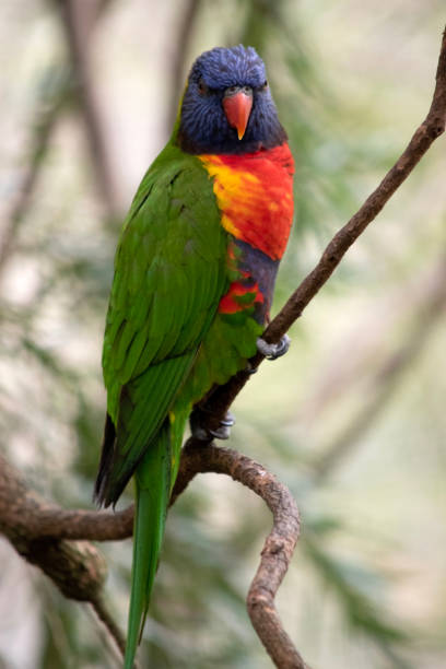 istock the rainbow lorikeet is perched in a bush 1883057832