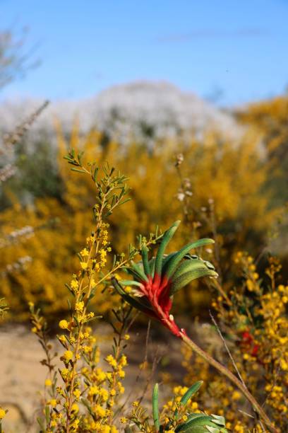 istock Mangles' Anigozanthos plant against a scenic background 1883058345