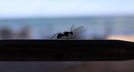 An ant perched on a window sill, facing outward, with its antennas raised in curiosity