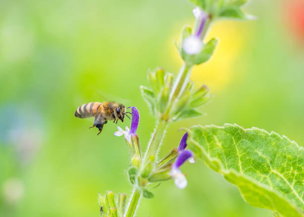 istock Bee is captured in flight, navigating toward a vibrant purple flower. 1883063322