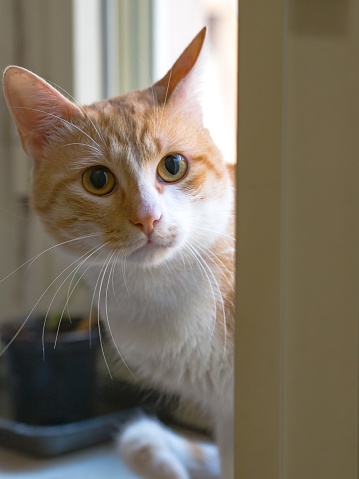 A domestic orange and white tabby cat sits perched by a window.