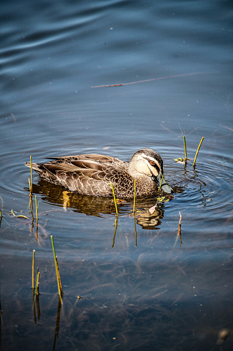 A brown duck swimming happily in the tranquil blue waters of a lake on a sunny day