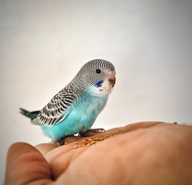 istock a blue parakeet is perched on someones hand 1883070573