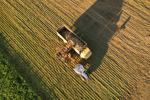 Drone view of Sugar Beet Harvester with tractor in the field