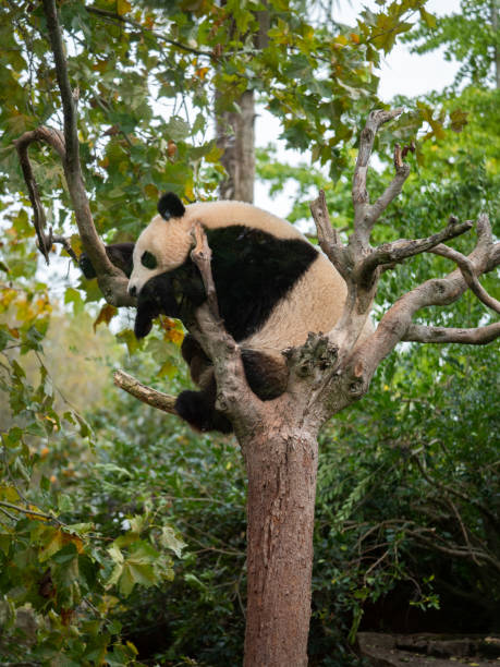 istock Cute panda bear resting on a green tree. France 1883098588
