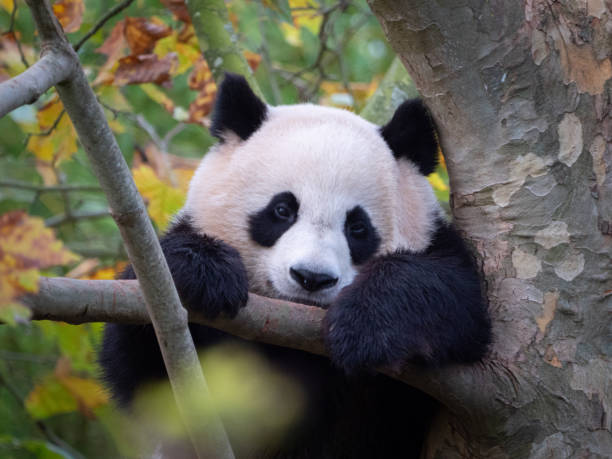 istock Cute panda bear resting on a green tree. France 1883098592