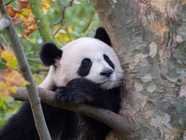 istock Cute panda bear resting on a green tree. France 1883098593