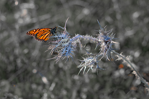 A monarch butterfly sits on a dry thistle on Christmas Day in the Alcornocales