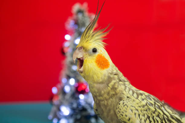 istock Female cockatiel celebrating Christmas on a decorated table. 1883131157