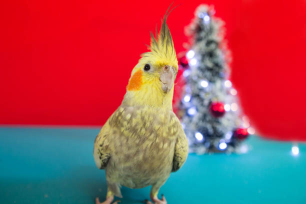istock Female cockatiel celebrating Christmas on a decorated table. 1883131271