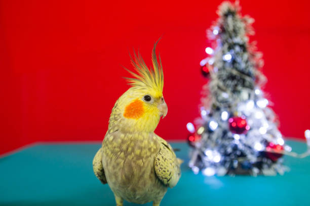 istock Female cockatiel celebrating Christmas on a decorated table. 1883131375