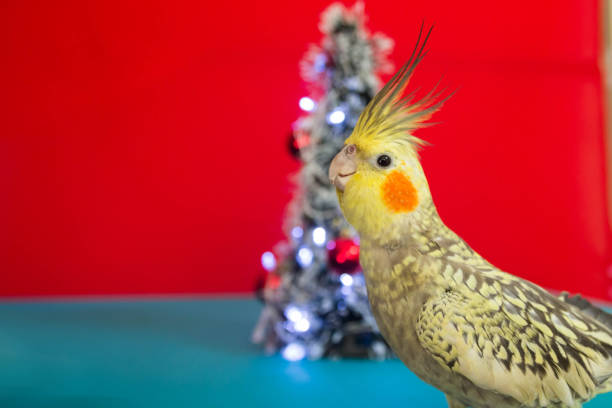 istock Female cockatiel celebrating Christmas on a decorated table. 1883131412