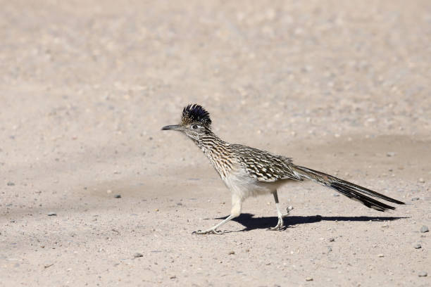 istock Greater Roadrunner (geococcyx californianus) running across a stretch of bare ground 1883135808