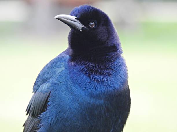 istock Boat-tailed Grackle (Quiscalus major) - male - portrait 1883139886