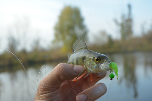 Caught trophy fish in the hand of a fisherman. Freshwater perch with bait in the mouth. Spinning sport fishing.  Catch & release.