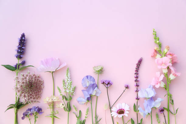 mix di fiori - pea flower foto e immagini stock