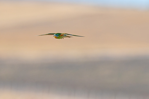 Blue-cheeked Bee-eater, Merops persicus flying in the sky.