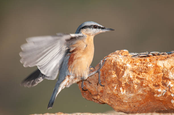 istock Eurasian nuthatch on rock, Sitta europaea. 1883167945
