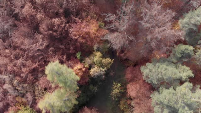 Dynamic top-down drone shot of a cyclist navigating through a forest. Vibrant autumn leaves create unique atmoshpere.