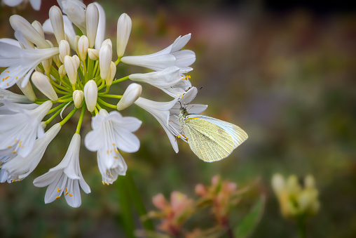 Tiny white butterfly on a flower head