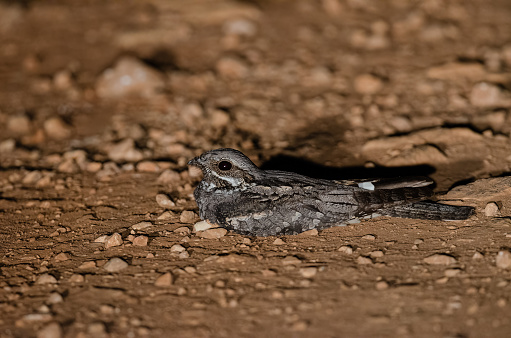 European Nightjar, Caprimulgus europaeus on the ground at night.