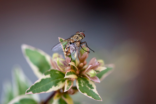 Blow Fly (Genus Calliphora)