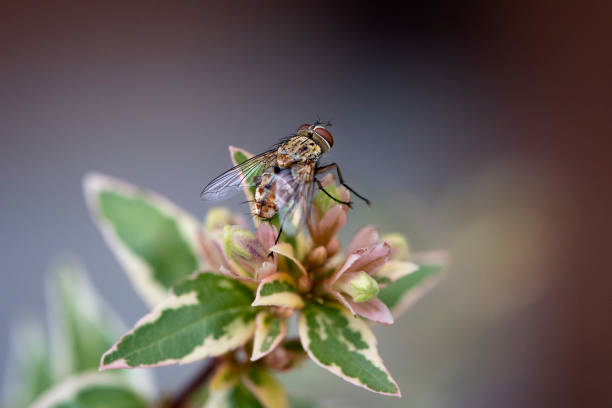 Blow Fly (Genus Calliphora) stock photo