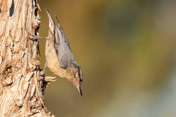 istock Western Rock Nuthatch, Sitta neumayer, on the branch. 1883183324